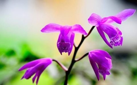 什么菌肥最好提高产量,提高白芨产量的菌肥