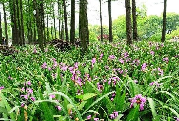 什么菌肥最好提高产量,提高白芨产量的菌肥图2