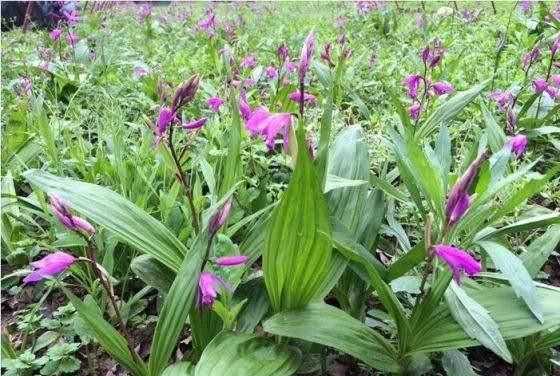 什么菌肥最好提高产量,提高白芨产量的菌肥图5