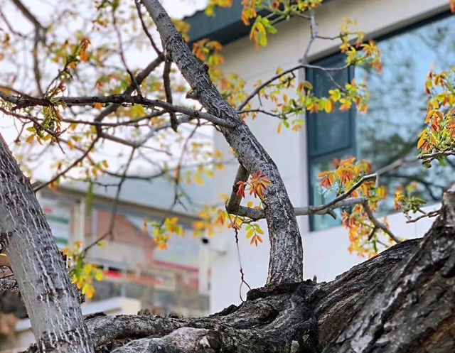 两味药去白发，一补一泄，药简方精