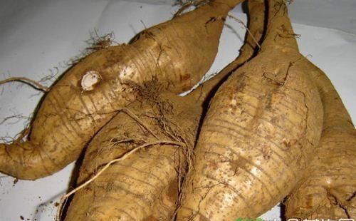 江西挖出巨型葛根 葛根食用禁忌是什么