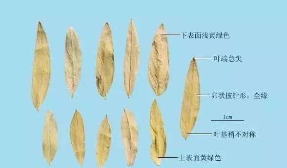 学习一味中药-番泻叶