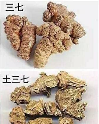 现在市面上售卖的三七里面有真正的野生三七吗？