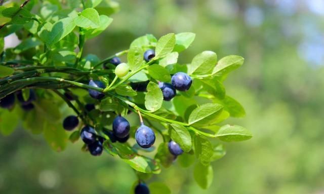 蓝莓有哪些功效小孩能多吃蓝莓吗图2