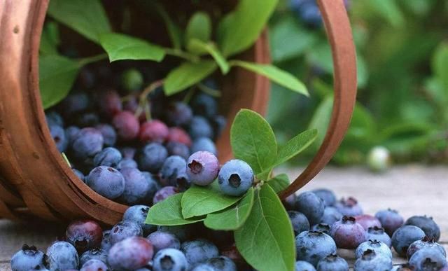蓝莓有哪些功效小孩能多吃蓝莓吗图4