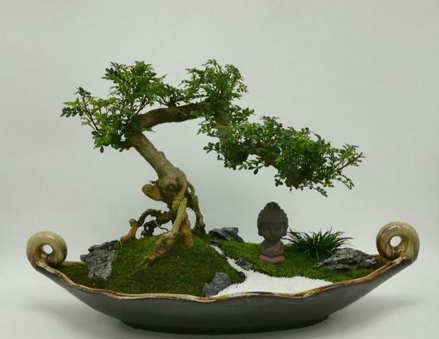 清香木应该怎么养要注意什么图3