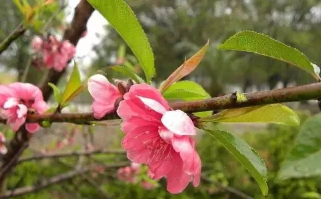 “十里桃花”开，除了赏景，桃花桃树竟然还有这些你不知道的养生功效！