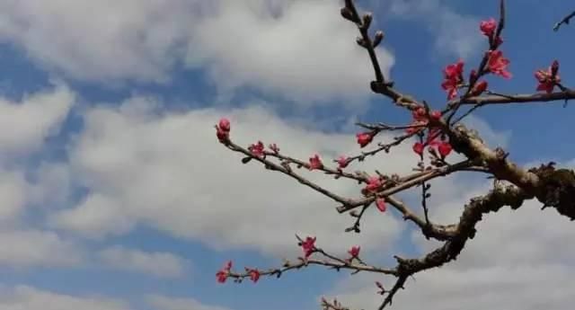 “十里桃花”开，除了赏景，桃花桃树竟然还有这些你不知道的养生功效！