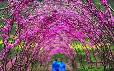 紫荆花长什么样(紫荆花长什么样图片)