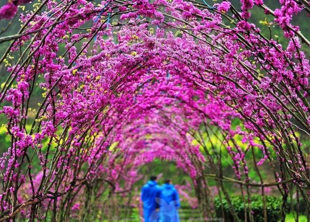 紫荆花长什么样(紫荆花长什么样图片)图1