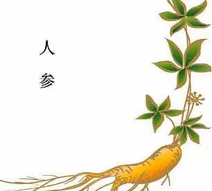 人参是百草之王百药之长(神奇的中草药人参)图2