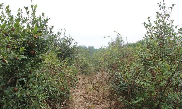 油茶籽油和茶叶籽油有区别吗,茶叶籽油和油茶籽油哪种油更好图1