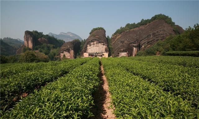 油茶籽油和茶叶籽油有区别吗,茶叶籽油和油茶籽油哪种油更好图2
