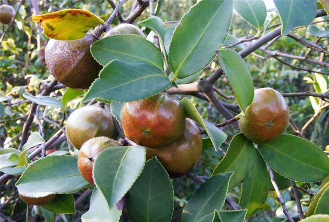 油茶籽油和茶叶籽油有区别吗,茶叶籽油和油茶籽油哪种油更好图3