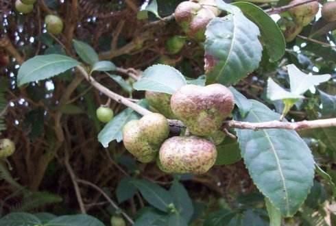 油茶籽油和茶叶籽油有区别吗,茶叶籽油和油茶籽油哪种油更好图4