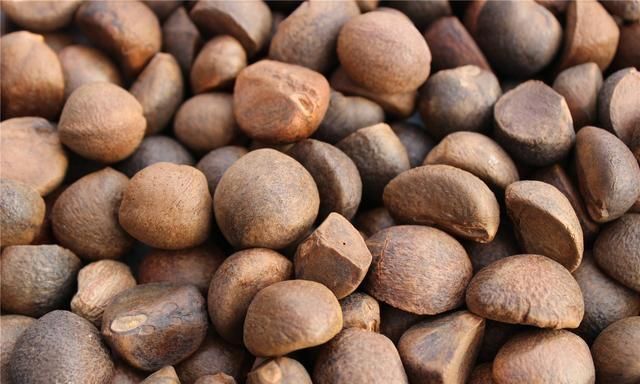 油茶籽油和茶叶籽油有区别吗,茶叶籽油和油茶籽油哪种油更好图5