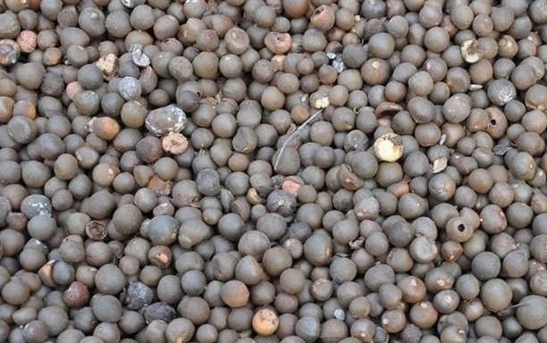 油茶籽油和茶叶籽油有区别吗,茶叶籽油和油茶籽油哪种油更好图6