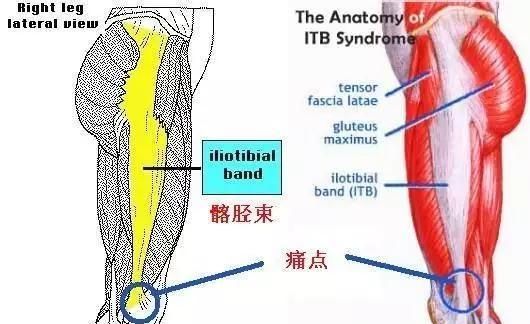 如何减肥才是真正的减肥图3