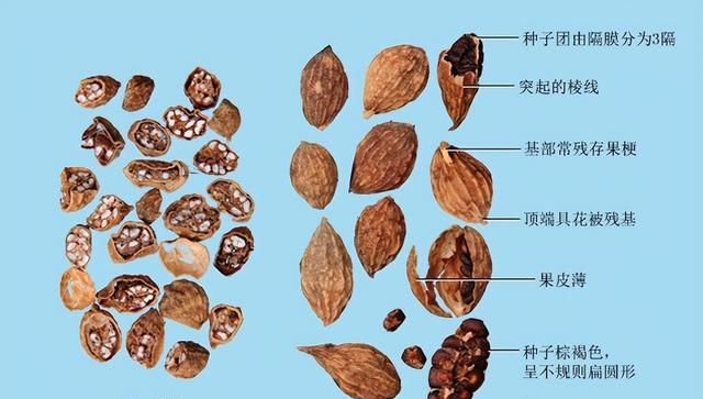 带你识别益智