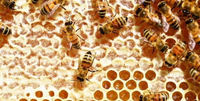 蜂蜜的好处及食用方式