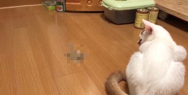 猫咪肚子里毛球太多会死吗,猫肚子里毛球太多了怎么办图5