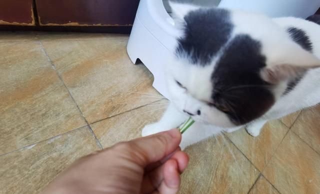 猫咪肚子里毛球太多会死吗,猫肚子里毛球太多了怎么办图11