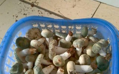 吃菌子真的会中毒吗(吃菌子有毒吗)