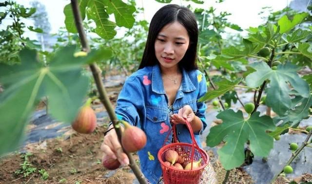 四招让无花果多结果，在家里就可以吃到“蜜果”