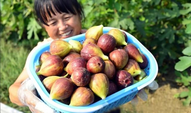 四招让无花果多结果，在家里就可以吃到“蜜果”