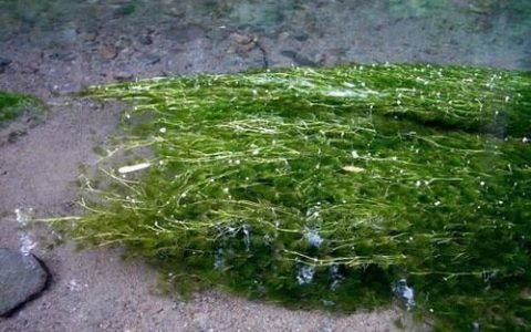 虾田浮草怎么办(鱼塘浮草怎么治)