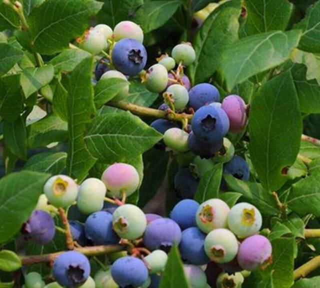 盆栽蓝莓何时开花呢怎么养图1