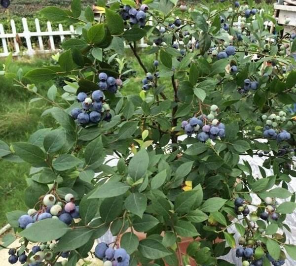 盆栽蓝莓何时开花呢怎么养图2