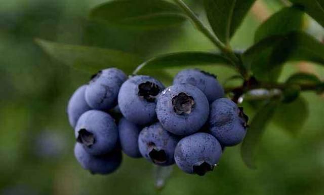 盆栽蓝莓何时开花呢怎么养图4