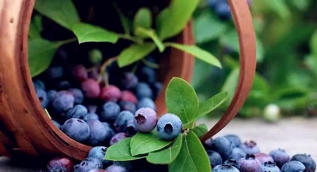 盆栽蓝莓何时开花呢怎么养图5