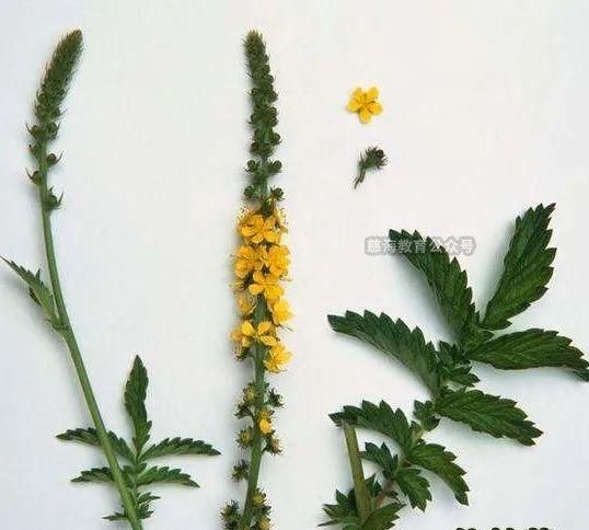 每天学习一味中药——仙鹤草