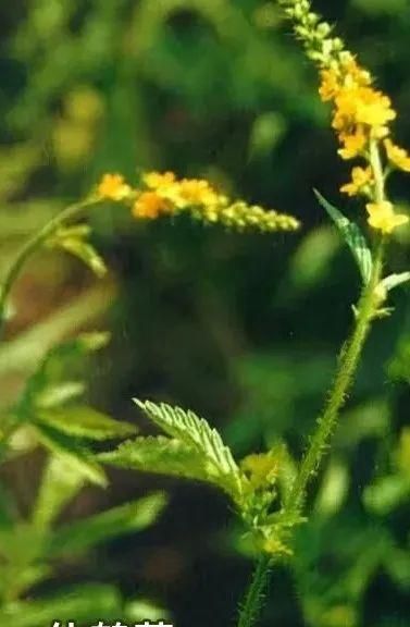 每天学习一味中药——仙鹤草