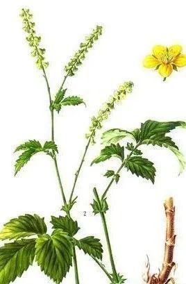 每天学习一味中药——仙鹤草