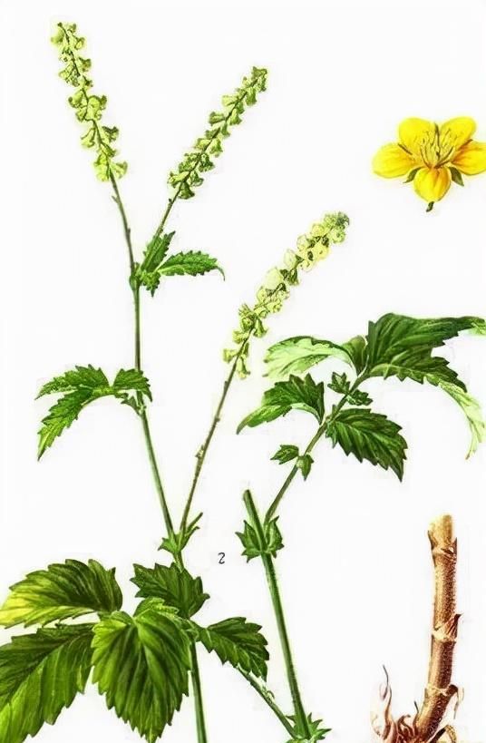 每天学习一味中药——仙鹤草
