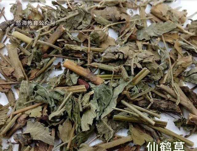 每天学习一味中药——仙鹤草