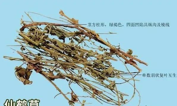 每天学习一味中药——仙鹤草