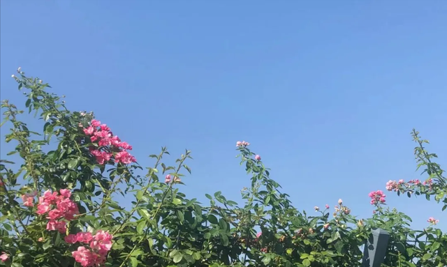 这个中成药，是更年期女性之宝