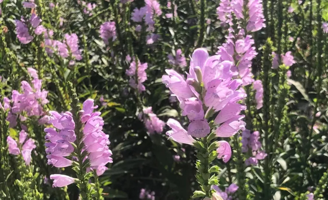 这个中成药，是更年期女性之宝