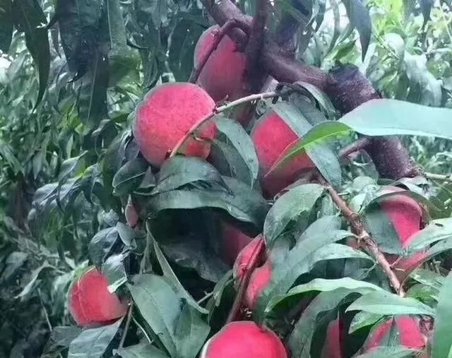 美文心阅：桃