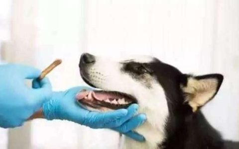 给人驱蛔虫的肠虫清可以用来给小狗驱虫吗