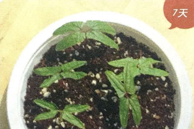 牵牛花种子如何下种好(矮牵牛花怎么种种子)图7