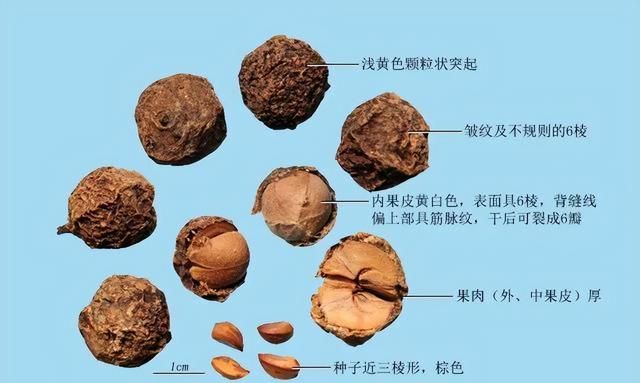 除了抗衰老，油甘子的这些功效你知道吗？