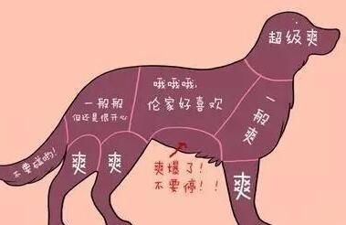 狗狗最渴望被抚摸的几个部位图6