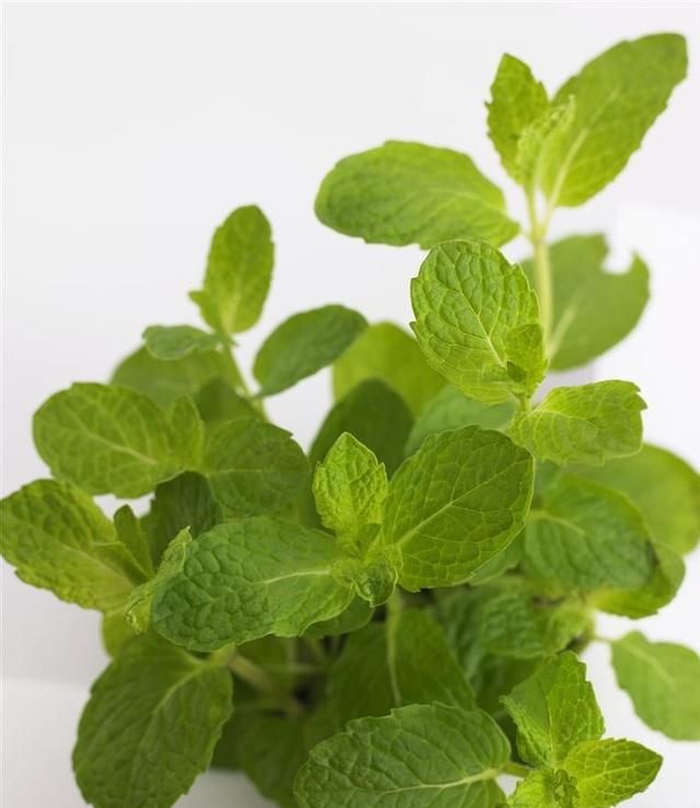 薄荷花的叶子干枯,是怎么回事呢图2