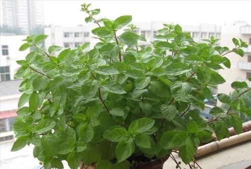 薄荷花的叶子干枯,是怎么回事呢图3