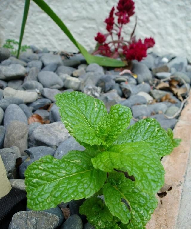 薄荷花的叶子干枯,是怎么回事呢图4